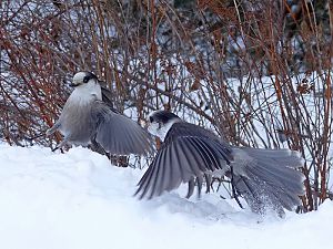 Canada Jay