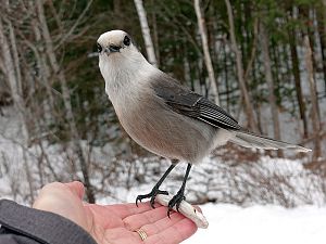 Canada Jay