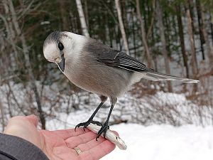 Canada Jay