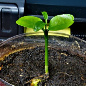 Update Clementine Experiment
