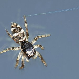 Zebraspringspinne