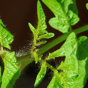 Minibel Tomate