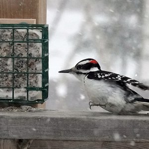 Hairy Woodpecker