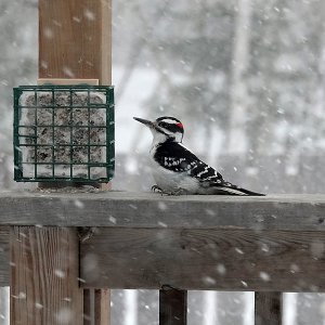 Hairy Woodpecker