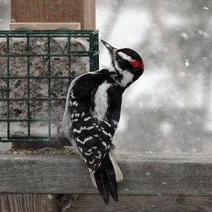 Hairy Woodpecker