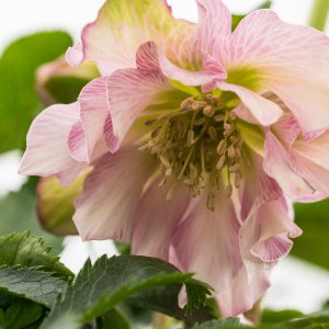 2019_01_06_helleborus2.jpg