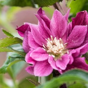 2019_01_06_helleborus3.jpg