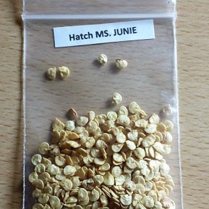 Hatch M.S Junie