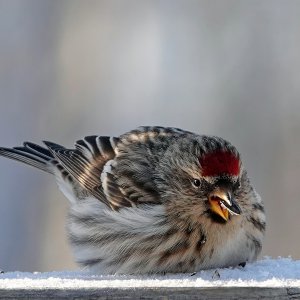 Redpoll