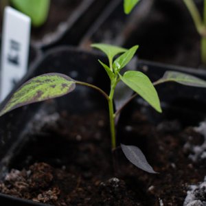 190121_Chilis_8.jpg
