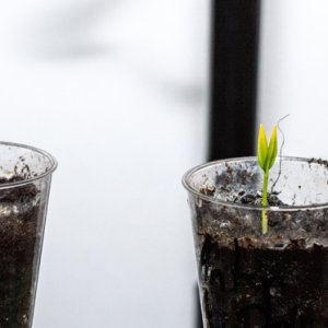 190121_Chilis_10.jpg
