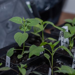190121_Chilis_11.jpg