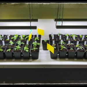 Growbox mit Chilibande Ende Januar