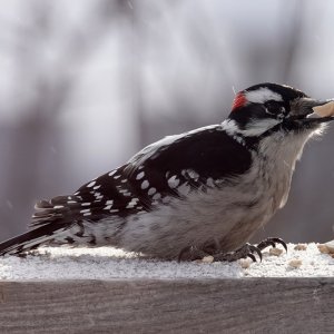 Downy woodpecker