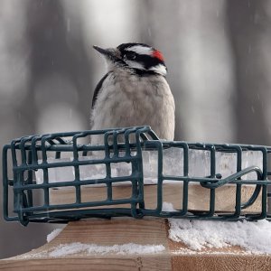 Downy woodpecker