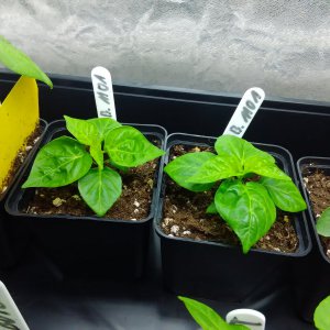 Scotch Bonnet MOA 1.2