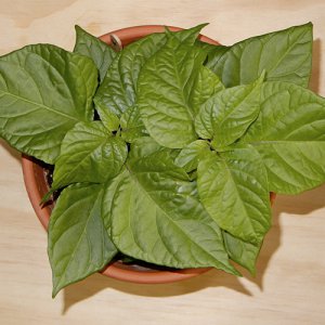 Aji Dulce Rojo