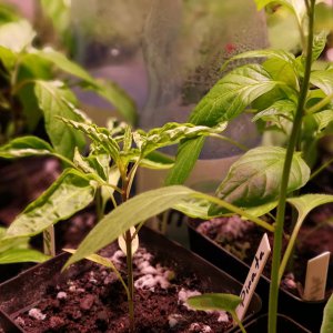 190502_Chilis4.jpg