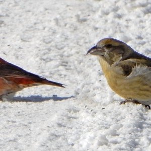 Red Crossbill