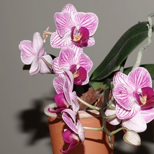 Gestreifte Orchidee