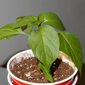 Jalapeno Amarello