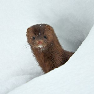 Mink