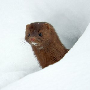 Mink