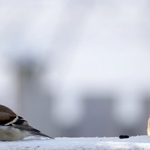 Goldfinch