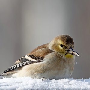 Goldfinch