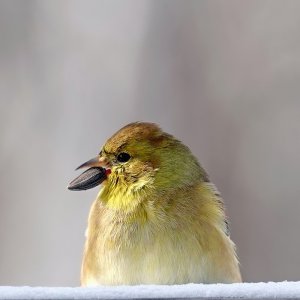 Goldfinch