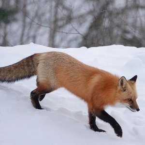 Fuchs