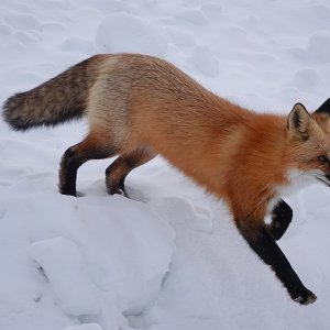 Fuchs