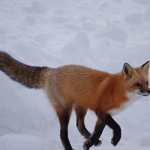 Fuchs