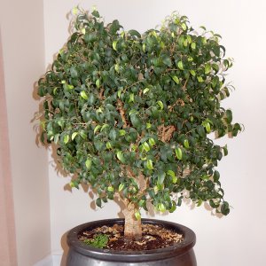 Ficus