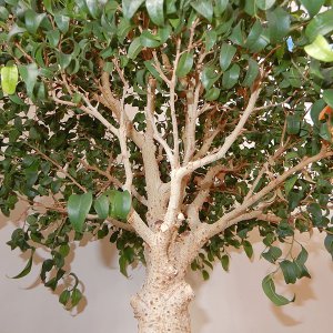 Astwerk Ficus