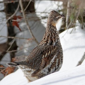 Kragenhuhn