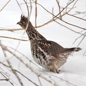 Kragenhuhn