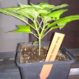 Bhut Jolokia White von schräg unten