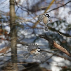 Meisen im Anflug