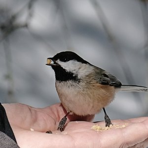 Meise auf Hand