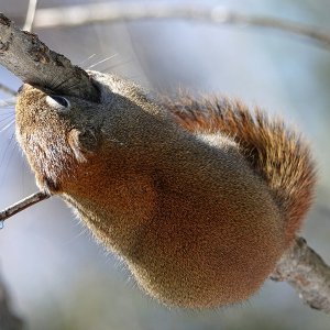 Squirrel_Sirup