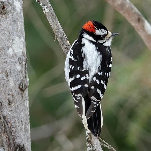 Downy Woodpecker