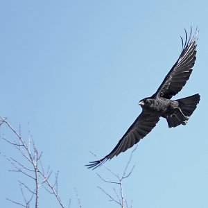 Krähe im Flug