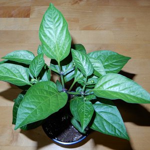 Jalapeno Brown