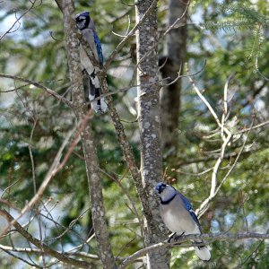 Blue Jay_1