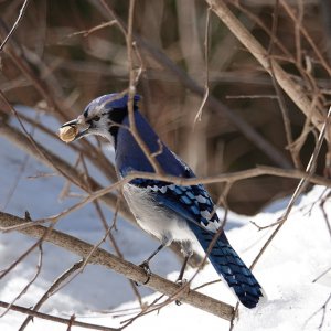 Blue Jay_2