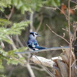 Blue Jay_3