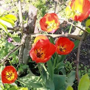 Tulpen