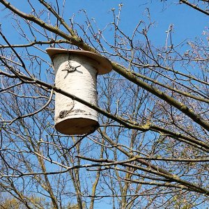 Nistkasten aus Birke