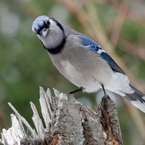 BlueJay